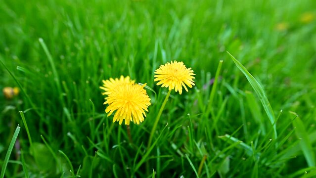 Dandelions in lawn