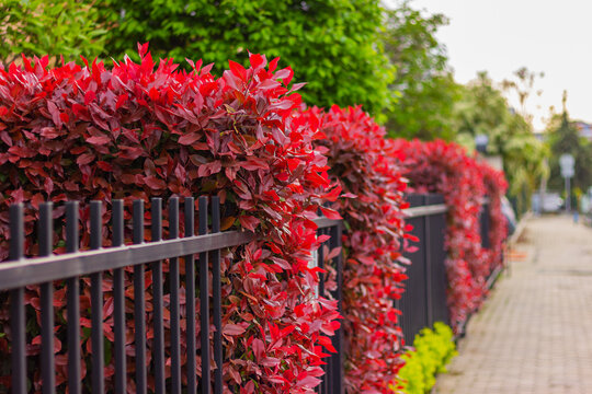 Photinia bushes with red leaves next to a black metal fence on the city street.