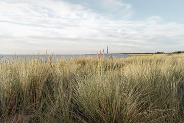 Hohes Gras auf den Dünen an der Ostsee 