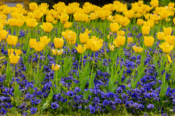 yellow tulips and blue viola flowers on the flowerbed. natural floral background