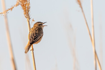 Sedge warbler (Acrocephalus schoenobaenus) singing from the top of a reed in spring. Cute warbler species, Norfolk, UK.