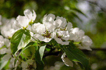 white flowers on a branch in spring