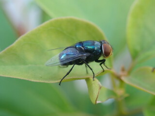 Naklejka premium Macro photo - Closeup a fly perched on a green leaves with a blur background. Its Chrysomya megacephala, more commonly known as the oriental latrine fly or oriental blue fly, is a family Calliphorida.