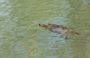 Tortue submergée dans l'eau