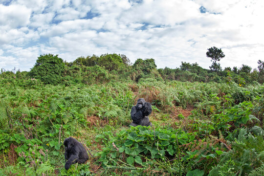 Mountain gorilla in the forest. Group of gorillas in Mgahinga National Park. Safari in Uganda. Endangered animals in natural habitat.