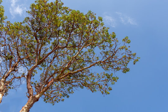 Isolated Madrona tree trunk, branches and leaves against beautiful blue sky.