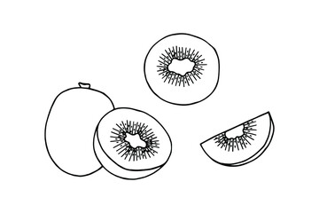 Kiwi fruit. Vector stock illustration eps10. Outline, isolate on white background. Hand drawn.