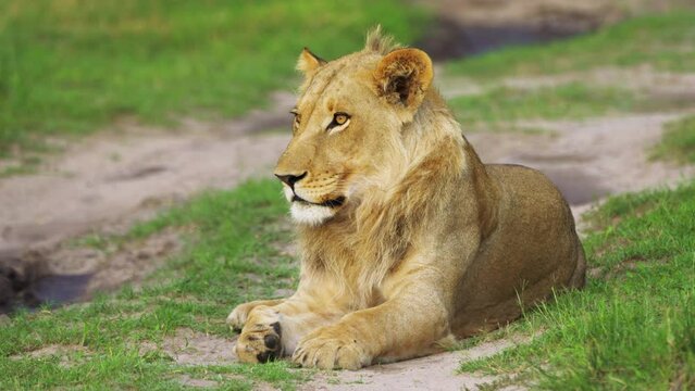 Magnificent Wide Shot Of Young Male Lion Relaxing Next To The Road In The Moremi Game Reserve, Botswana. 