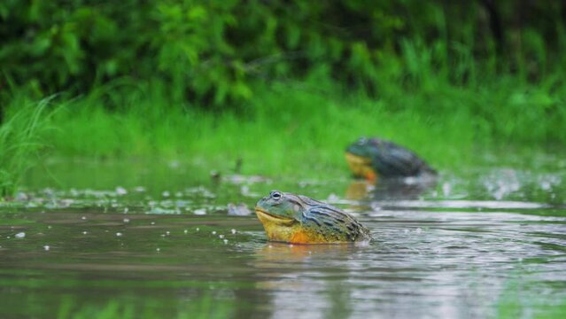 Huge Male African Bullfrog Approaching Female In The Mating Season, Central Kalahari Botswana. 