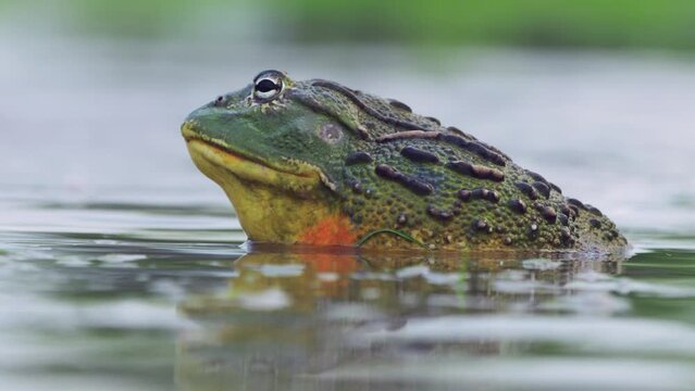 Close Up Of A Colorful Huge Bullfrog Trying To Attract Females In The Mating Season In Botswana. 