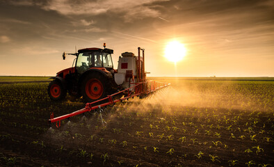 Tractor spraying corn field in sunset - obrazy, fototapety, plakaty