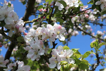 Apfelblüten vor blauem Himmel mit Focus in der Mitte