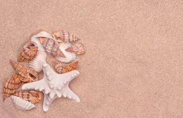 shells on the sandy background 
