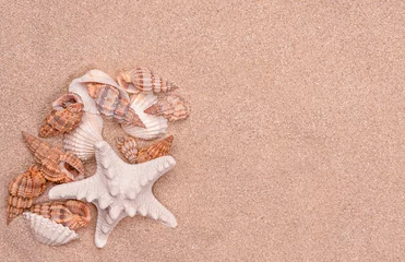  shells on the sandy background  © Albert Ziganshin
