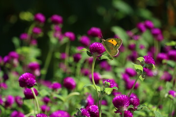 Borboleta na flor