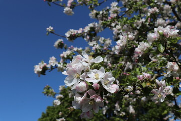 Apfelblüten vor blauem Himmel mit Focus in der Mitte