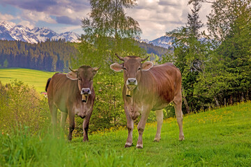Kühe - Allgäu - Braunvieh - Frühling - Alpen