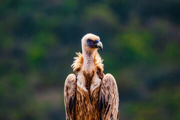 portrait of a vulture close up