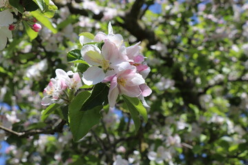 Apfelblüten vor blauem Himmel mit Focus in der Mitte