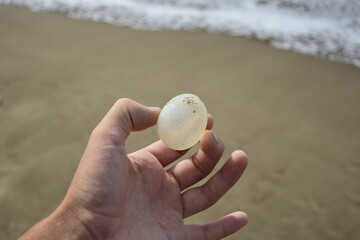 Empty turtle egg in hand, on the most popular beaches of Mar del Plata City. Argentina