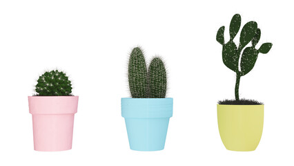 3 Cactus in a pastel pot isolated on white background, Close up of tropical leaves or houseplant that grow indoor for decorative purpose.