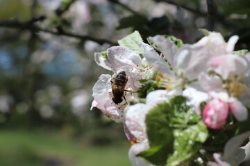 Eine Biene auf einer Apfelblüte vor blauem Himmel