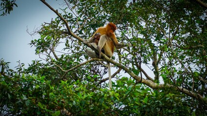 Proboscis Monkey in the jungle of Borneo. 