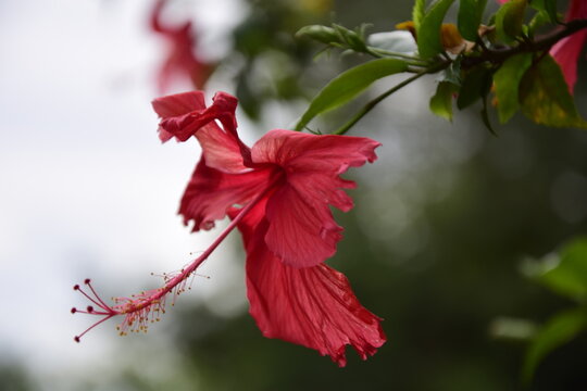 Red flower with a long pistil close-up in Puerto Iguazu. Argentina.