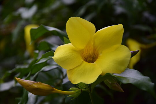 Yellow flower close-up in Puerto Iguazu. Argentina.