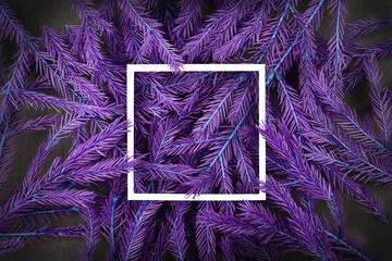 Christmas background of purple fir branches with a white frame. New Year's background for posters, posters, invitations or postcards.