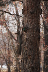 Obraz premium Squirrel on a tree in a park