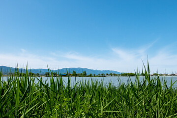 Fototapeta na wymiar 初夏の湖を散歩