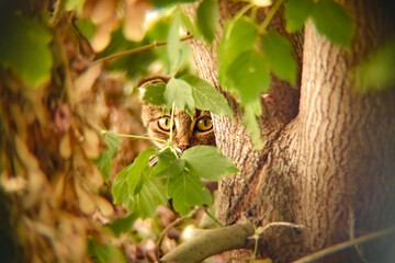 A domestic cat of the fold-eared breed peeks out from behind a tree with hanging small branches outdoors, close-up. Photo of a cat in retro style.
