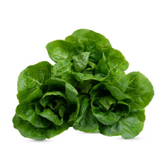 Head of fresh organic lettuces salad on white background. Healthy food concept with copy space..