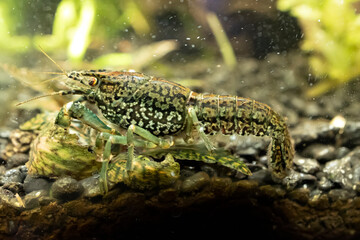 Aquarium marble crayfish. Procarambus virginalis