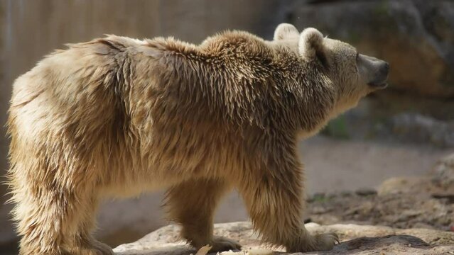 Big syrian brown bear walking on rocks at the zoo. Slow motion. 
