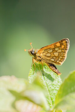 Chequered skipper (Carterocephalus palaemon) rests on a twig.