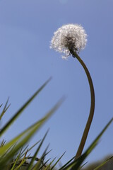 Löwenzahn vor blauem Himmel 