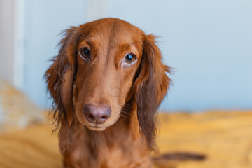 Portrait of a red dachshund puppy on a bed