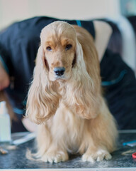 A dog during grooming on a table in an animal salon. Spaniel care. Beauty salon for animals.