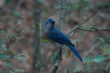 chara pecho gris en bosque de parque natural Chipinque 