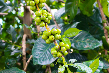 Green coffee beans in garden.
