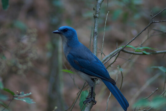 Chara pecho gris en bosque de parque natural Chipinque 