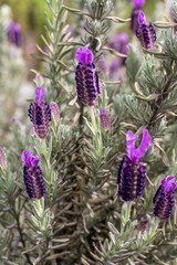 Lavender bush with large purple flowers