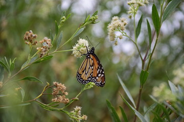 Butterfly on the grass close-up in Buenos Aires Botanical Garden. Buenos Aires, Argentina