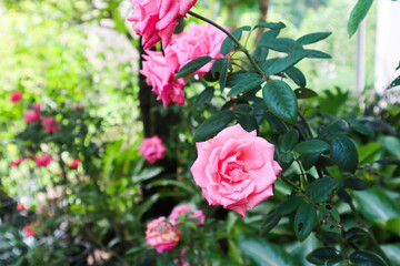 Beautiful rose flower in the garden.