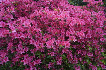 Rhododendron kaempferi, John Cairns, Ericaceae family. Location: Hanover District, Germany