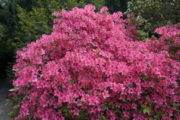Rhododendron kaempferi, John Cairns, Ericaceae family. Location: Hanover District, Germany