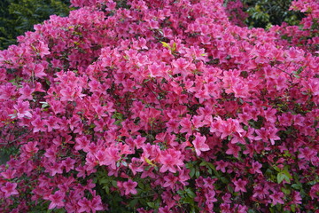 Rhododendron kaempferi, John Cairns, Ericaceae family. Location: Hanover District, Germany