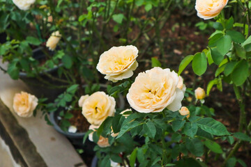 Beautiful rose flower in the garden.